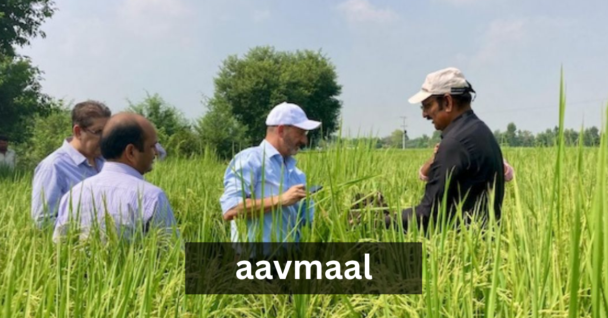 aavmaal